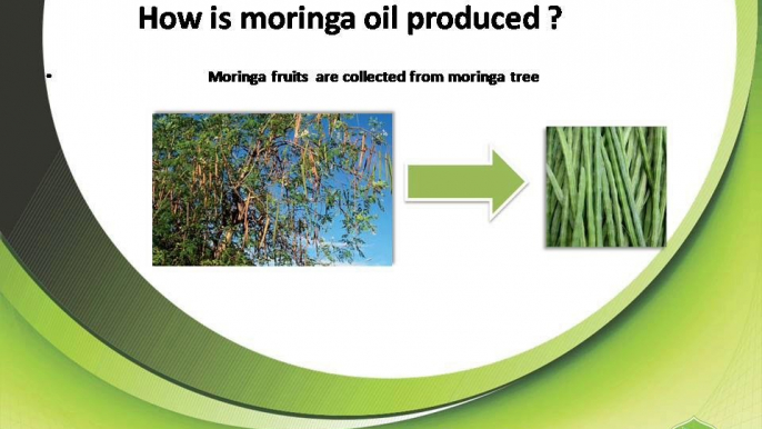 Moringa-oil-antiaging