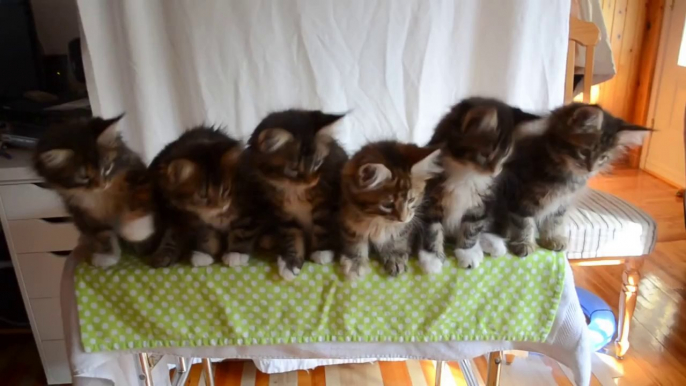 Chatons synchronisés - Danse d'animaux trop mignons!