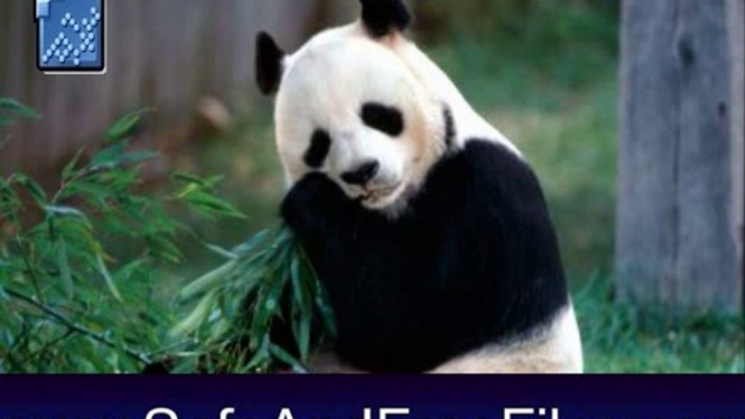 Get Giant Panda Screensaver 1 Activation Code Free Download