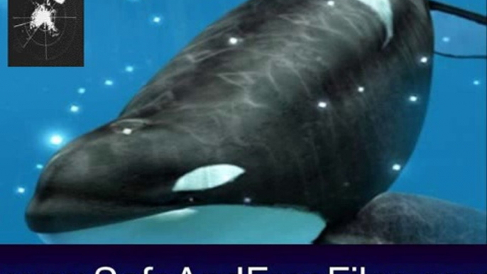 Get Orca's Dream 1.0 Serial Code Free Download