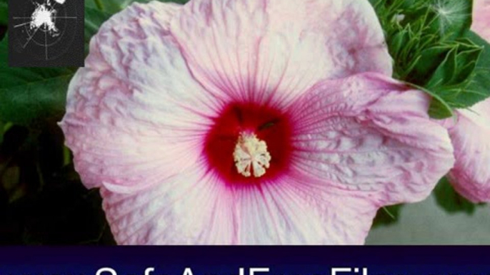 Get Pink Hibiscus Flowers Screensaver 1.0 Serial Code Free Download