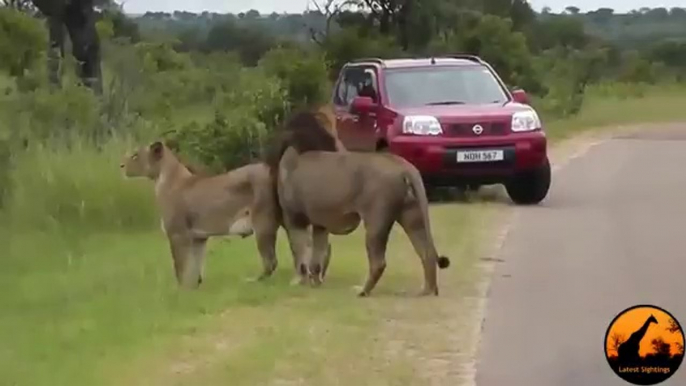 Important LessonLion Shows Tourist You Must Stay Inside Your Car