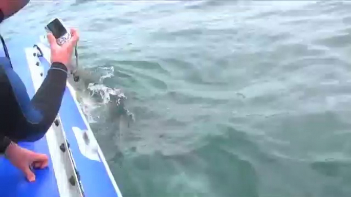 Shark Attacks Inflatable Boat! (Exclusive Video)