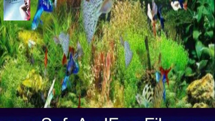 Download Virtual Guppy Fish Screensaver 1.0 Product Number Generator Free