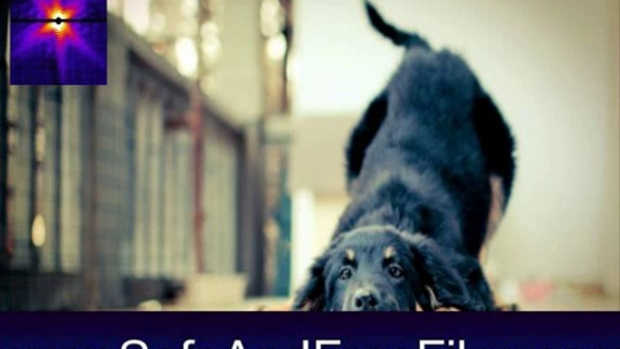 Download Cat And Dog Screensaver 1.0 Activation Number Generator Free