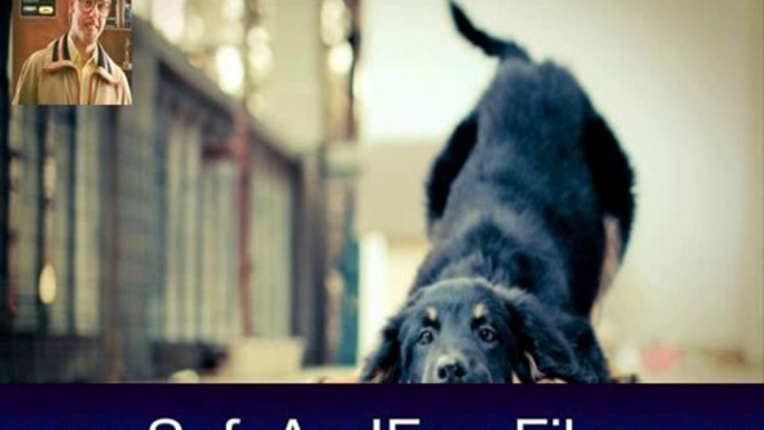 Download Cat And Dog Screensaver 1.0 Activation Code Generator Free