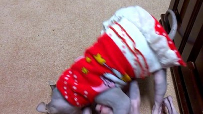 Sphynx kitten Playing - http://drzenaidycastro.com.au/ City Dentist Melbourne Dr Zenaidy Castro VOGUE SMILES MELBOURNE COSMETIC DENTIST CITY SMILES MELBOURNE cbd city 3000 AUSTRALIA  (1)