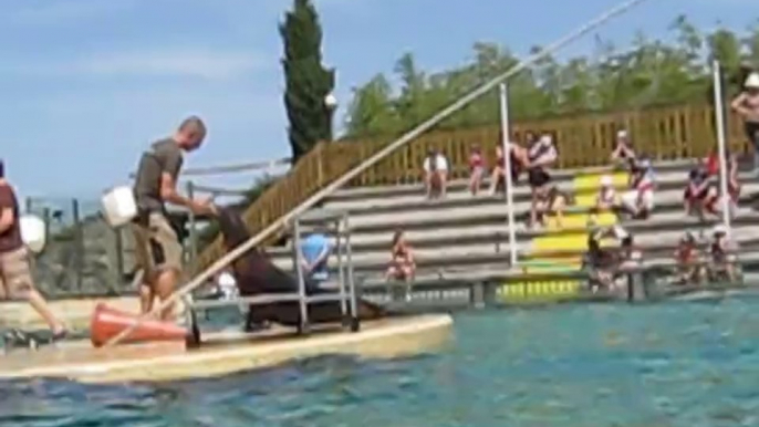 Otaries du parc animalier de Peaugres en Ardéche