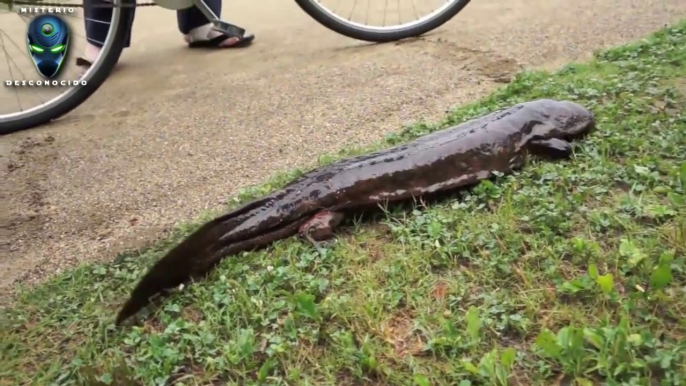 Gigante salamandra en japon -  Giant salamander in Kamo River, Kyoto Japan