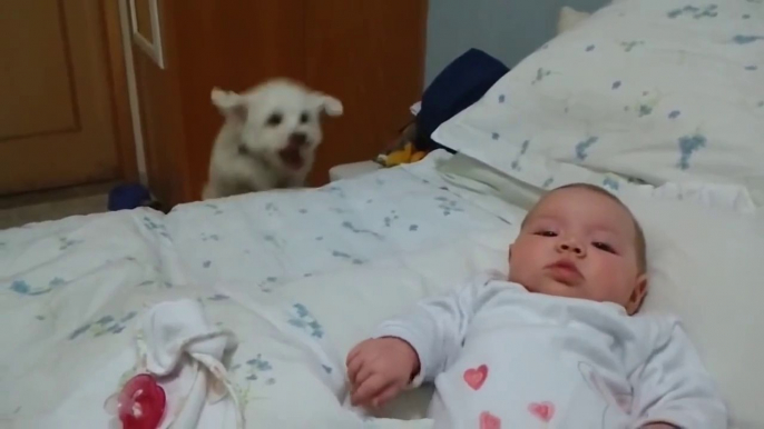 Chien curieux veut voir le nouveau bébé! Trop drôle...