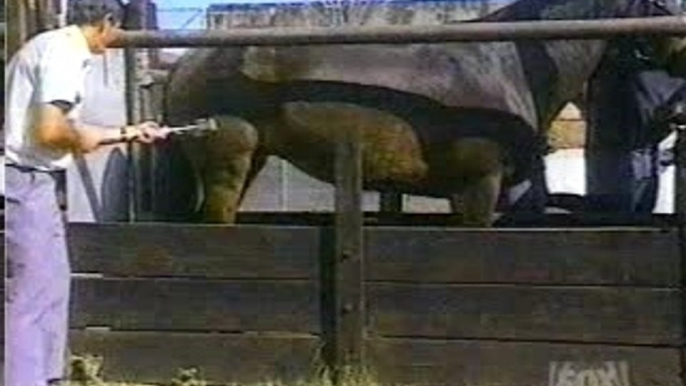 (Video Divertente) Calcio Di Cavallo