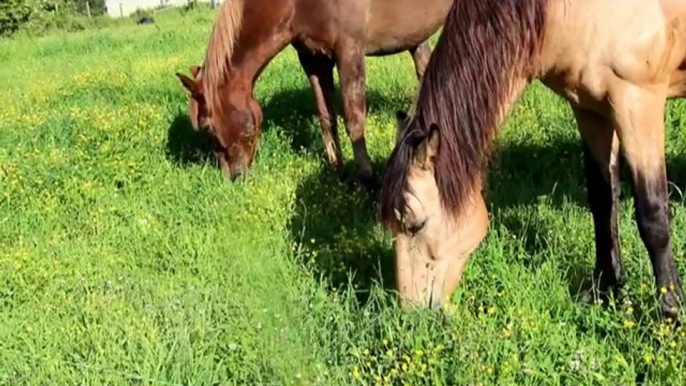 Retraite paisible pour chevaux et poneys.