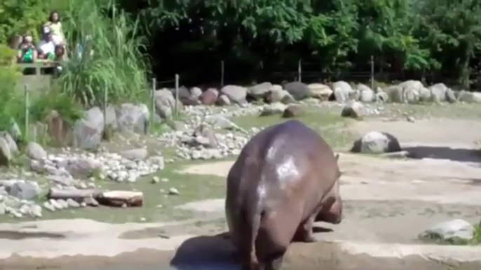 World's Biggest Fart By Grand HIPPO