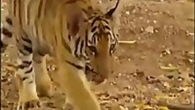 A monkey bullies two tigers