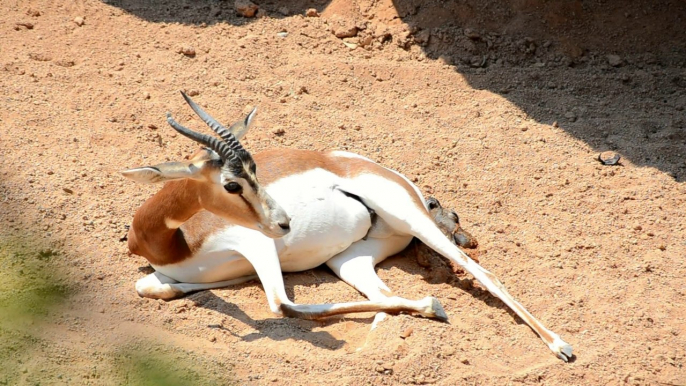 Nacimiento en directo de una gacela Mhorr en Bioparc Valencia