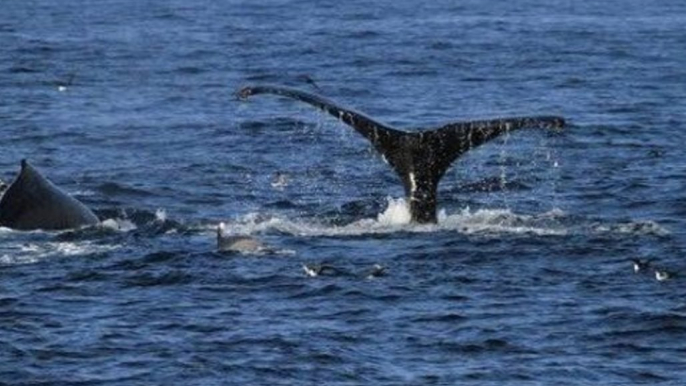 Drone Captures Humpback Whales Breaching at Dana Point