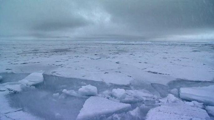 LA BALEINE BOREALE, LE GEANT DE L’ARCTIQUE - extrait