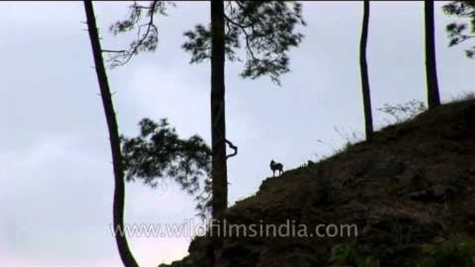 Goral among the pines below Dodital