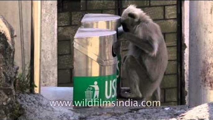 Gray Langur searching for food in dustbin, Landour