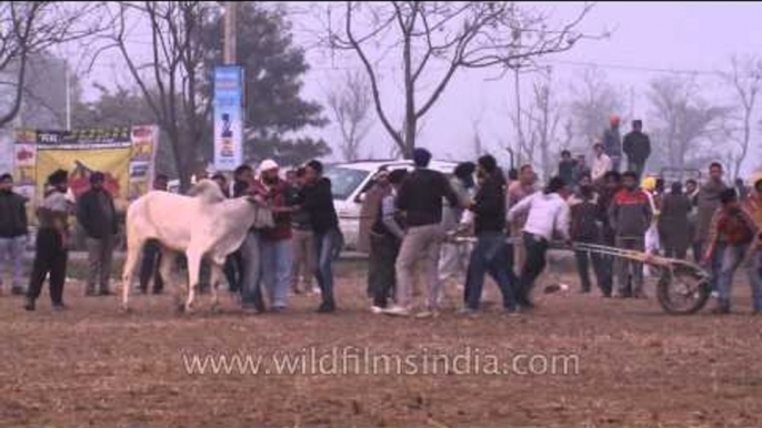 People forcing a bull for cart race - Kila Raipur Sports Festival