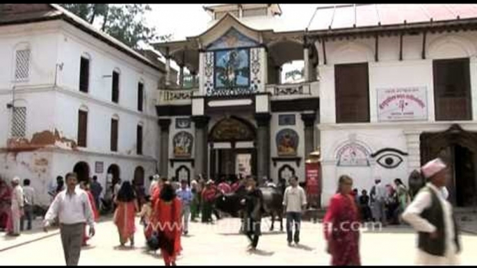 Bull standing in the middle of Jagat Guru Shri Shri 1008 Shri Shankracharya Mandir, Nepal