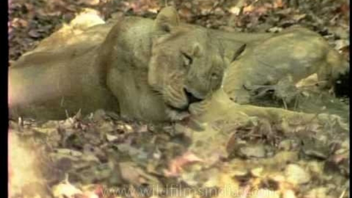 Lionesses resting under the shade of a tree in India