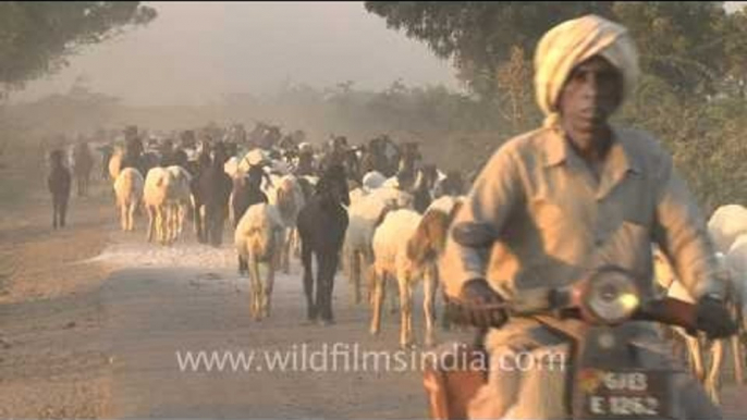 Horns don't work for the traffic with horns, Gujarat