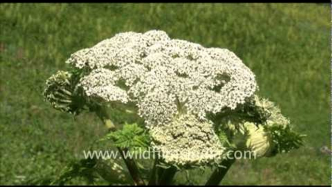 Caesium flowers and snow capped mountains in Valley of Flowers