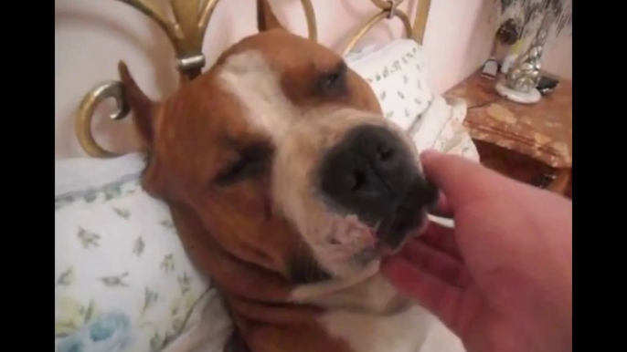 Hilarious Pittbull sleeping in a bed and snoring! A real guy!