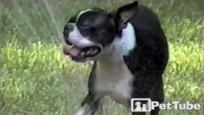 Terrier Terrorized by Sprinkler
