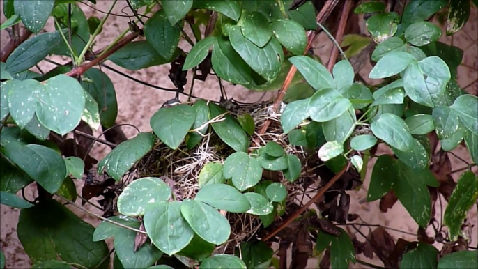 Première nichée de la Fauvette à tête noire dans le jardin du Bonheur