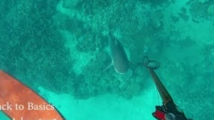 Fearless Fisherman Has a Thrilling Encounter With a Shark