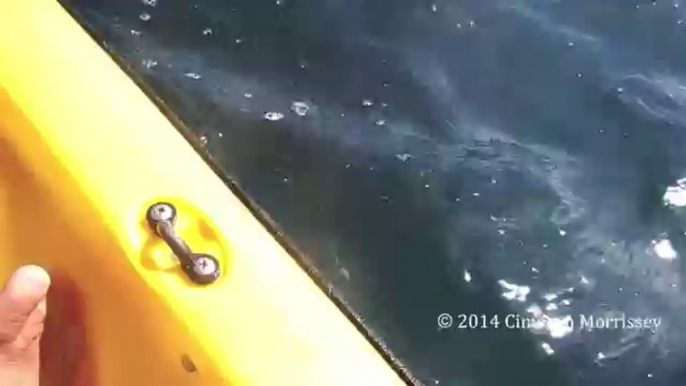 Whale Nearly High Fives Kayaker In The Face