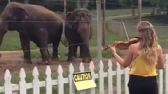Des éléphants dansent au son du violon!