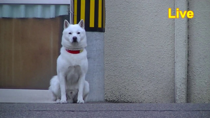 ソフトバンク 白戸家お父さん犬　カイくん　全てのものに理由がある！　SoftBank