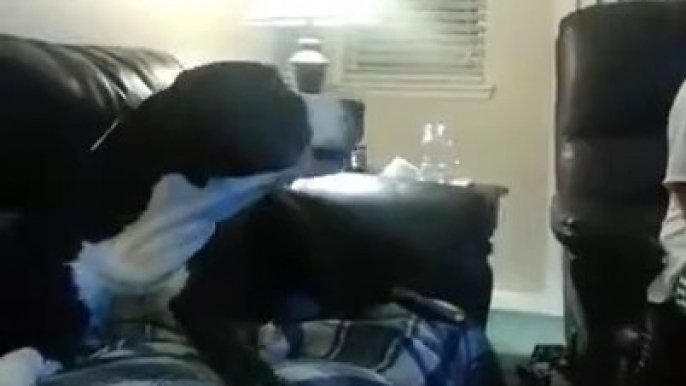 Jealous Great Dane throws a fit