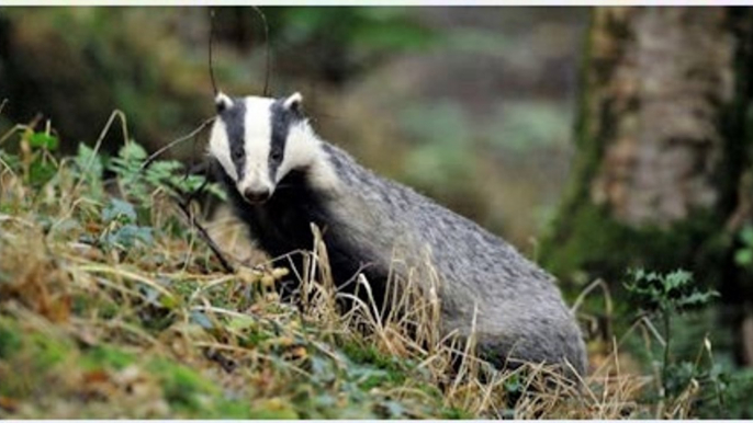 BBC Radio 4_ Farming Today on the Badger Cull 8Sept14