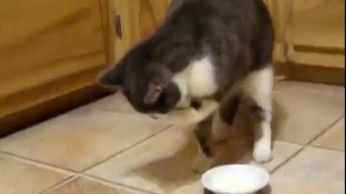 Funny Cats Compilation - Funny Cat Videos Ever- Funny Videos - Funny Animals Funny Animal Videos 10