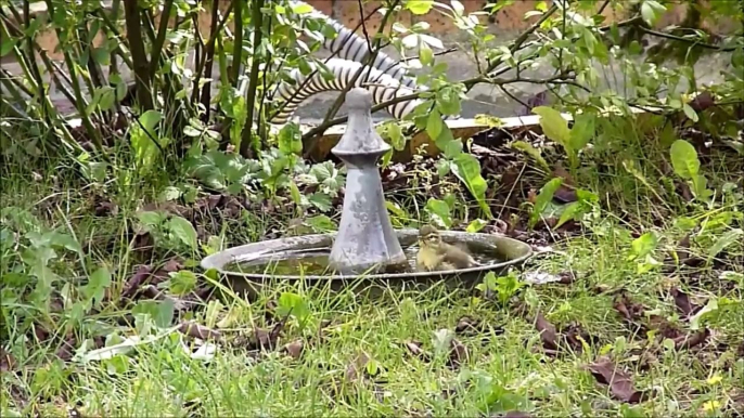 Le bain du Pouillot fitis sept 2014