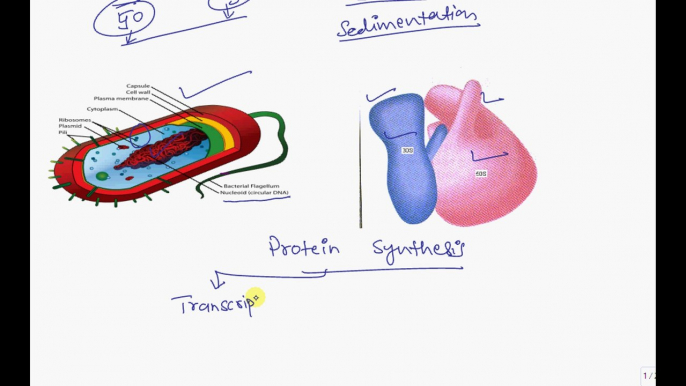 Microbiology   LEC # 4     Bacterial Ribosomes