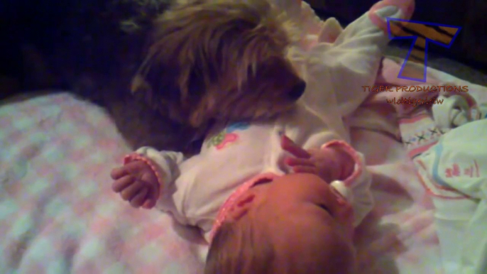 Dogs and cats protecting babies - Cute animal compilation