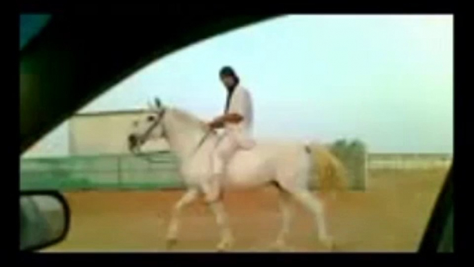 Riding Horses(Arabian Riding)gallop videos