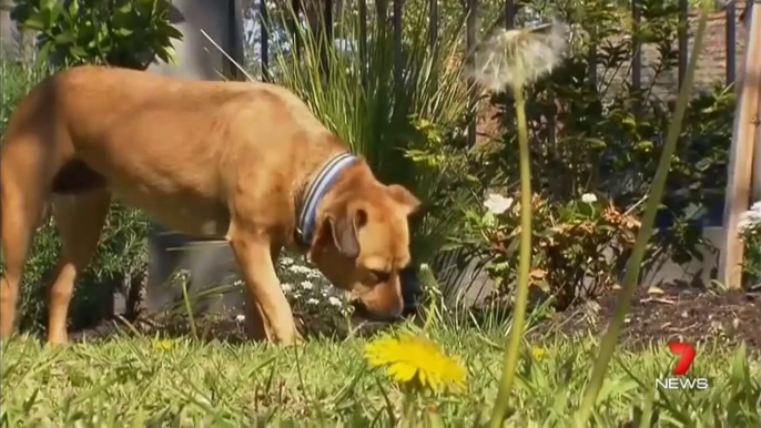 Mettre son doigt dans le derrière d'un chien pour l’empêcher d'attaquer!