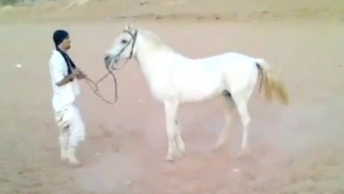 Riding horses(arabian riding)laying down