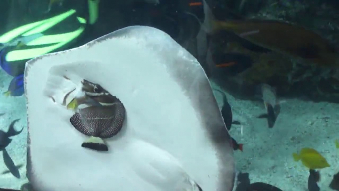 Une raie piège un poisson contre la vitre de l'aquarium pour le manger!