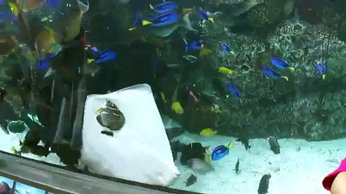 Une raie essaie de manger un poisson dans un aquarium