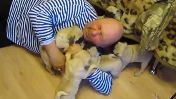 Guy covered with puppies! So cute moment