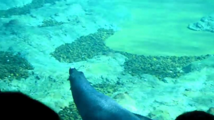 Cute Seal Entertains Onlookers at Polish Zoo