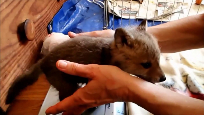 Sauver et soigner un bébé renard!