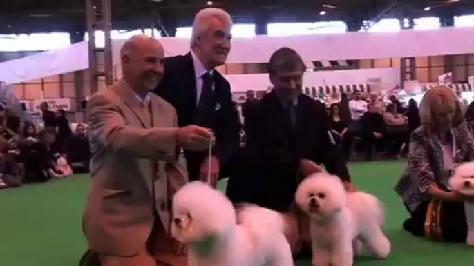 DFS Crufts 2010 - Bichon Frise Best of Breed